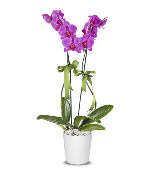 Mor Orkide 2 li